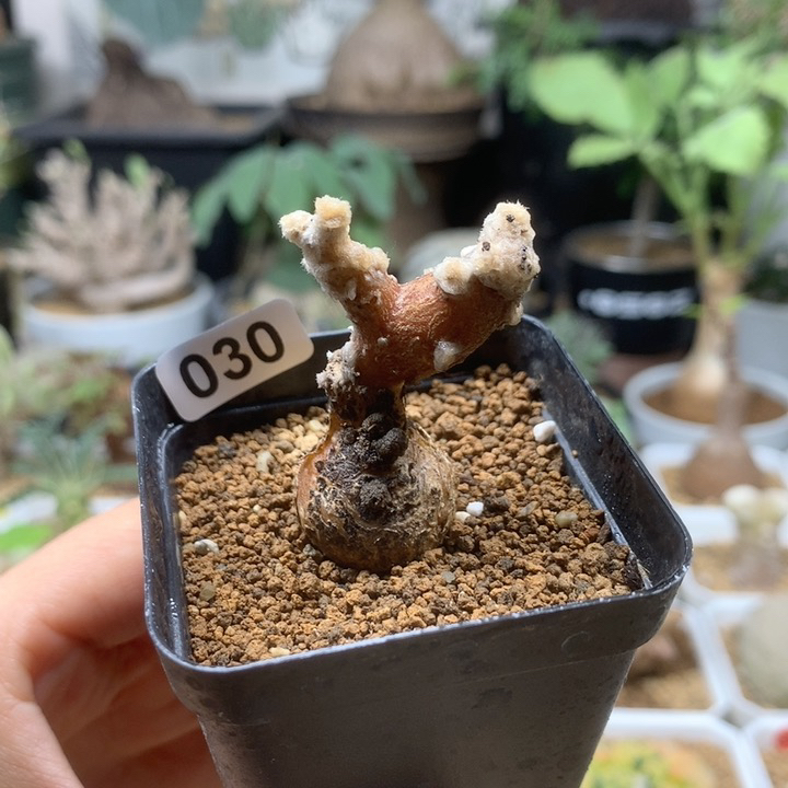 派马厚敦菊母本带盆030