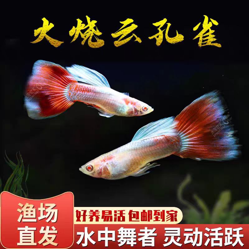 【精品火烧云】孔雀鱼小型热带淡水活鱼观赏鱼