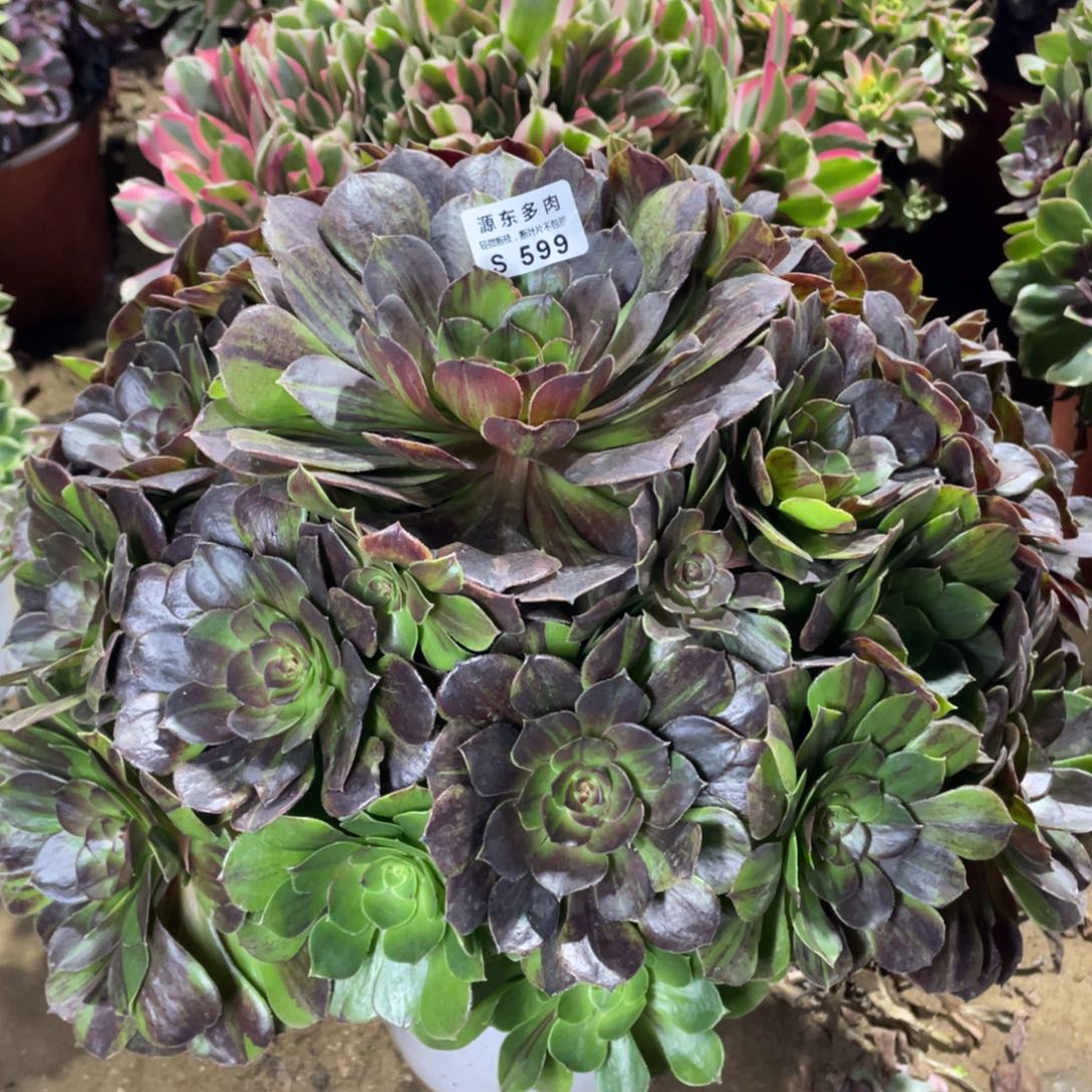 599花月夜多肉法师断枝不包