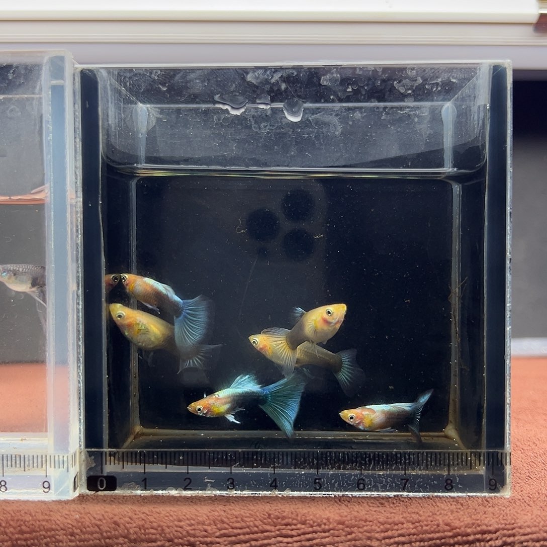 孔雀鱼黄化蓝礼服两对