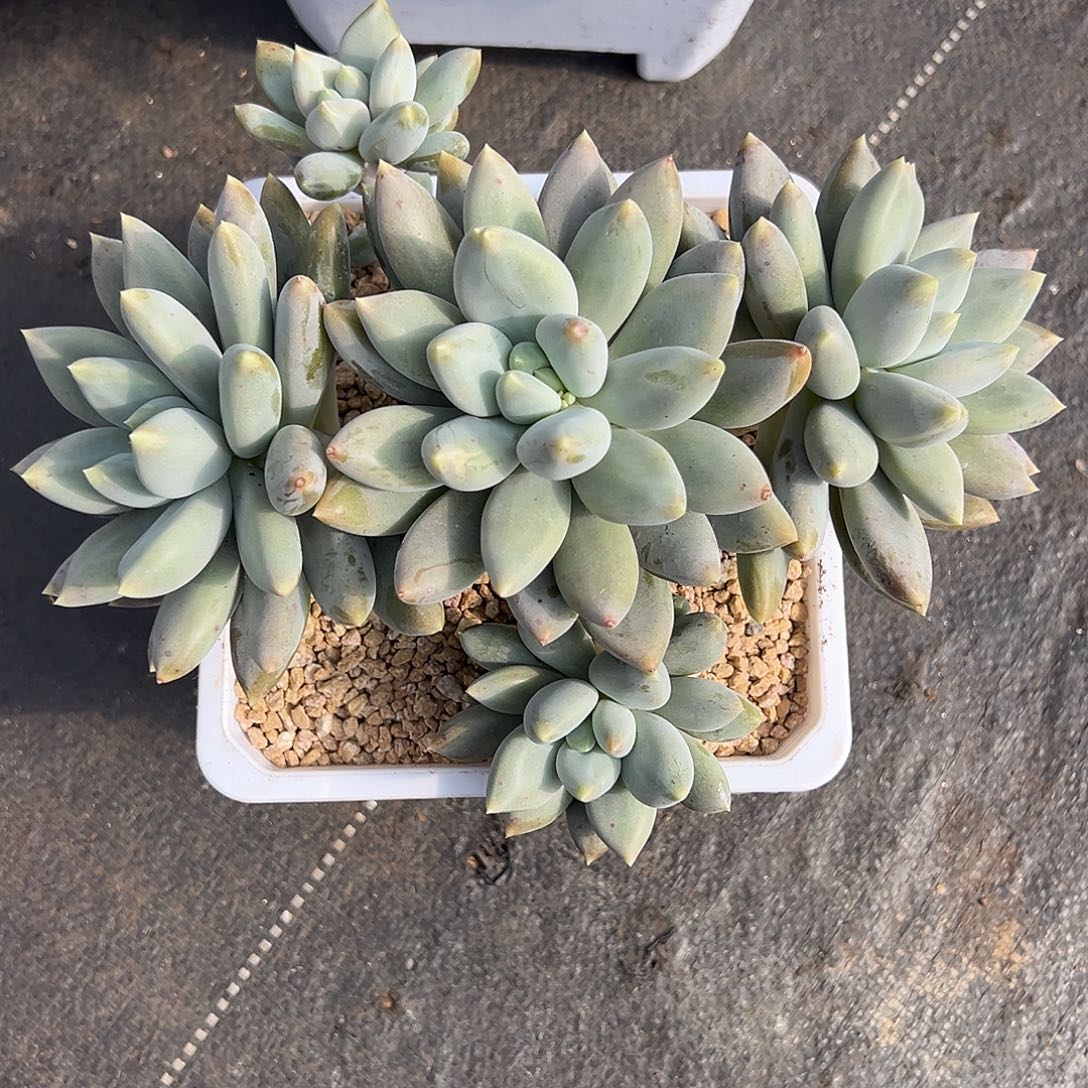 大五哥特多肉植物