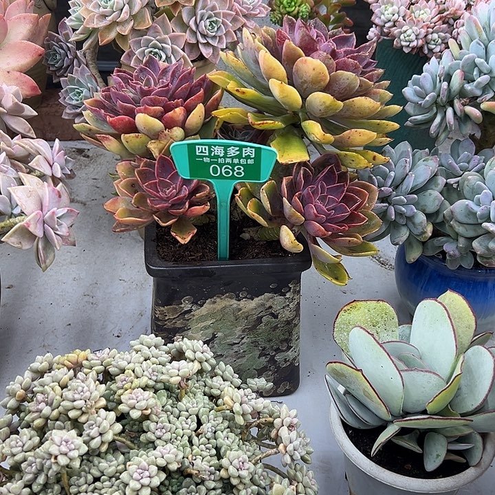 荣***琼斯多肉植物群落068
