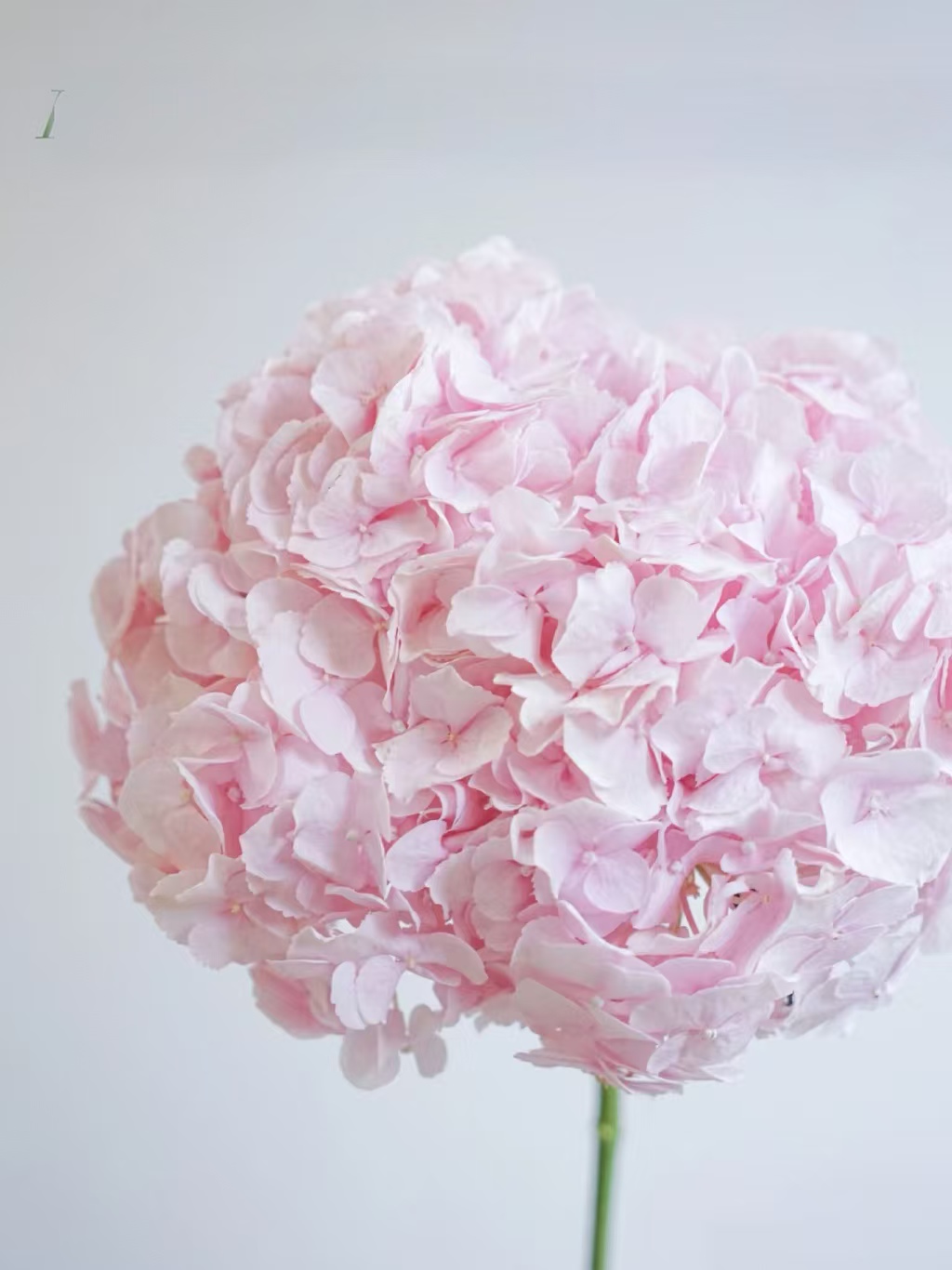 【花汀私享】2支装 浅粉色绣球-绣球（以直播间展示为主哦~）