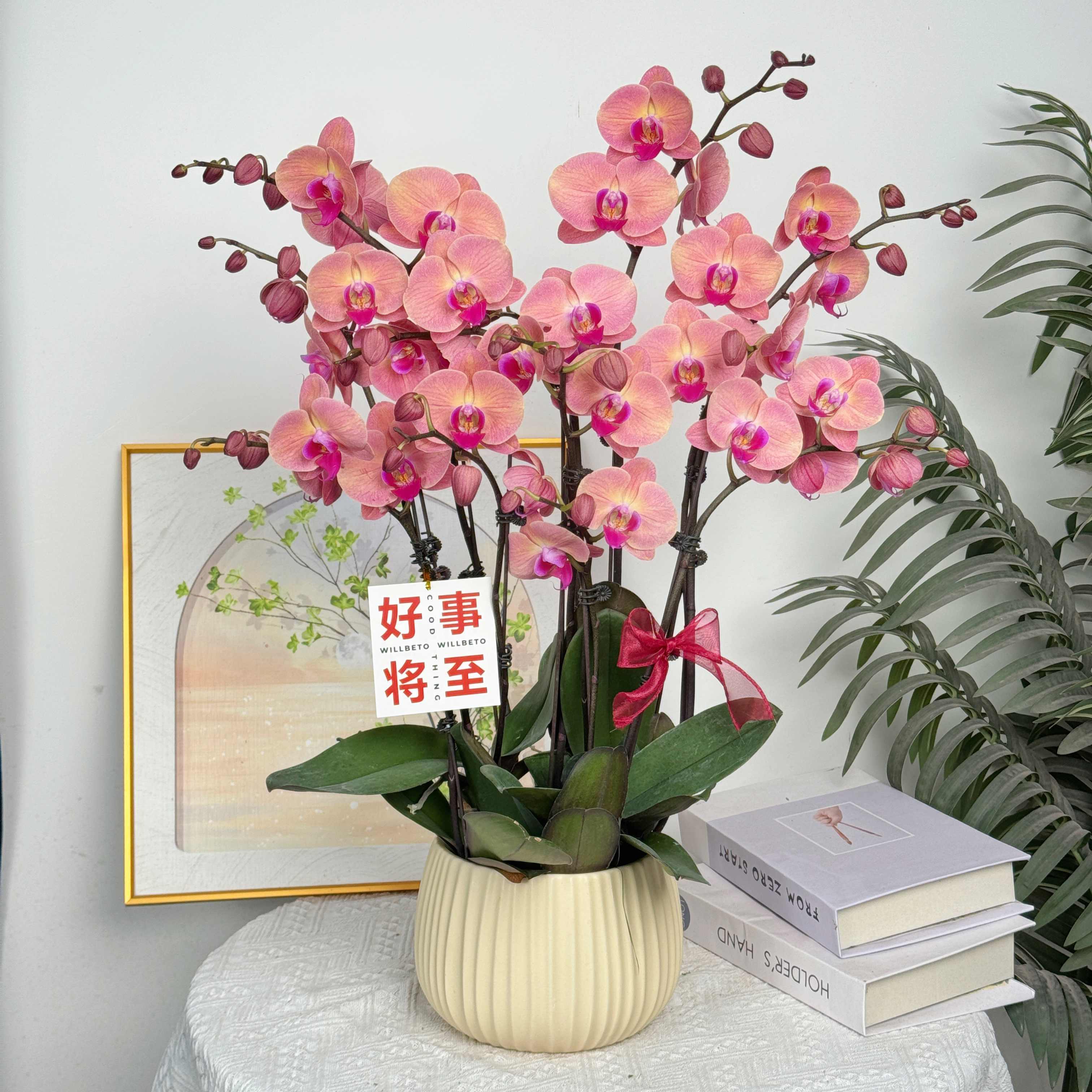 妗画【欣欣向荣】蝴蝶兰鲜花精致组盆 开花株 室内绿植 