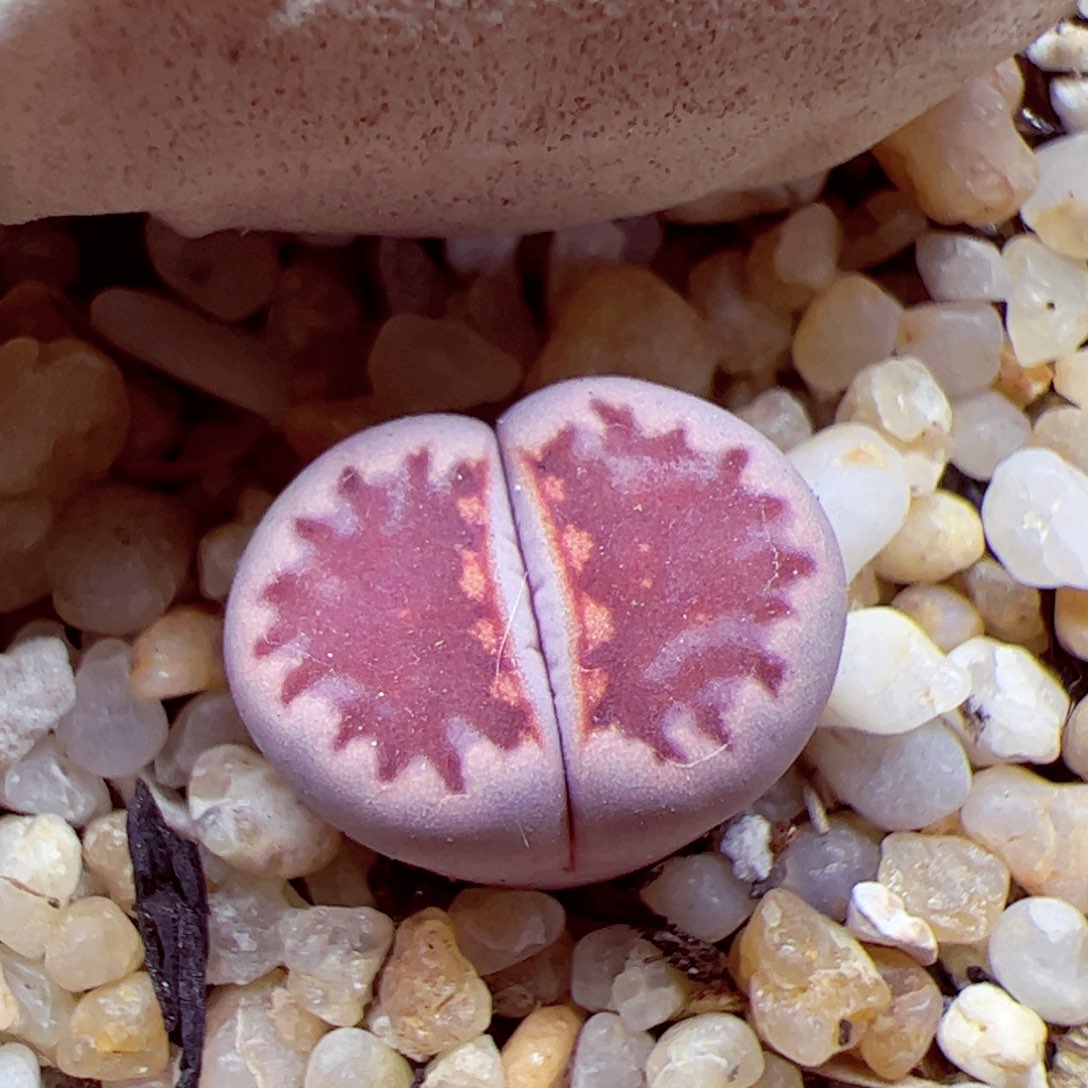 用****0114 优秀的肉肉50