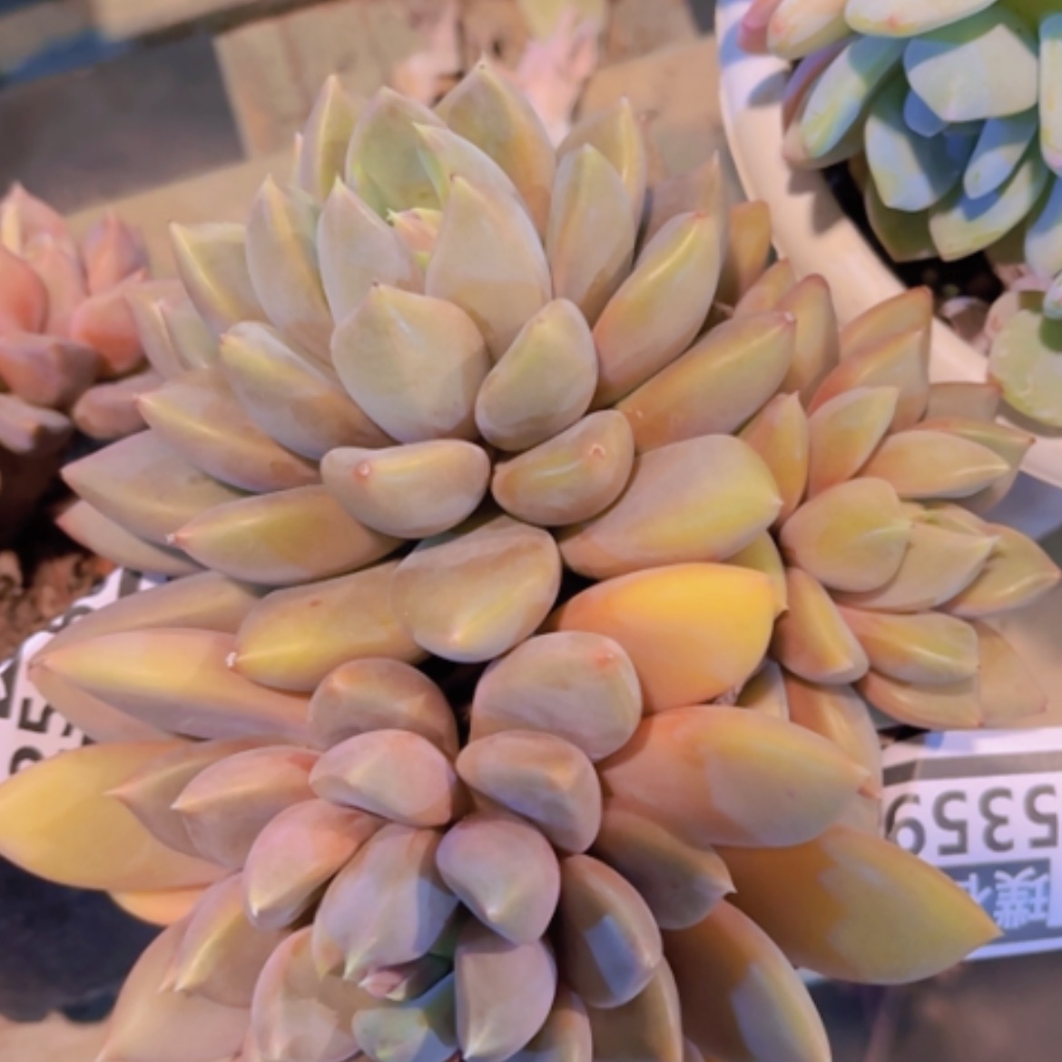 【闪购商品】红象牙25459