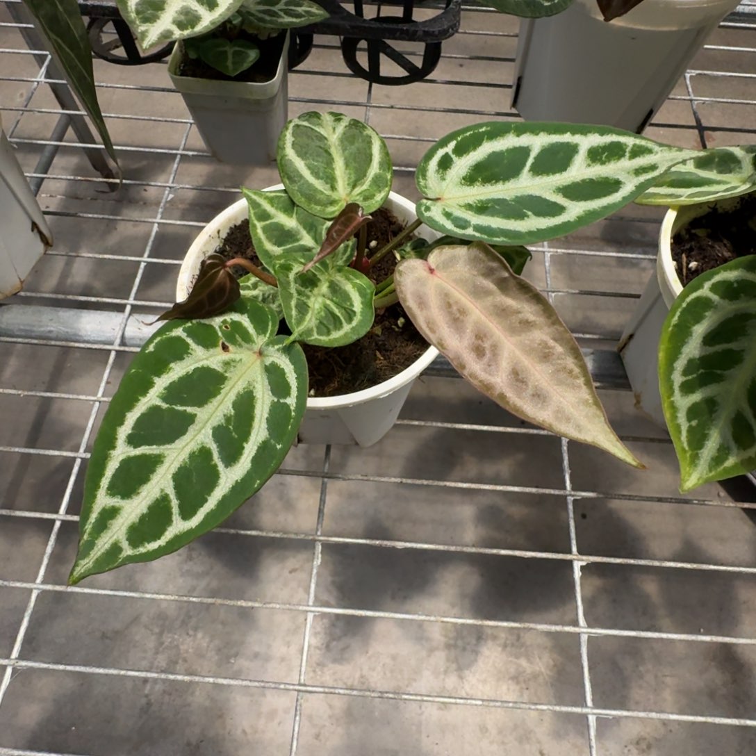 不开花植物安吉拉杂镀铬银