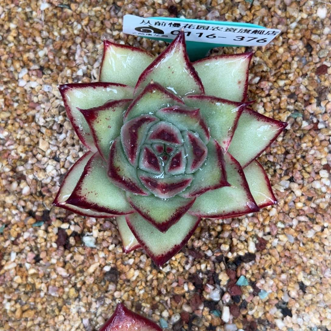 多肉精选编号0116.376