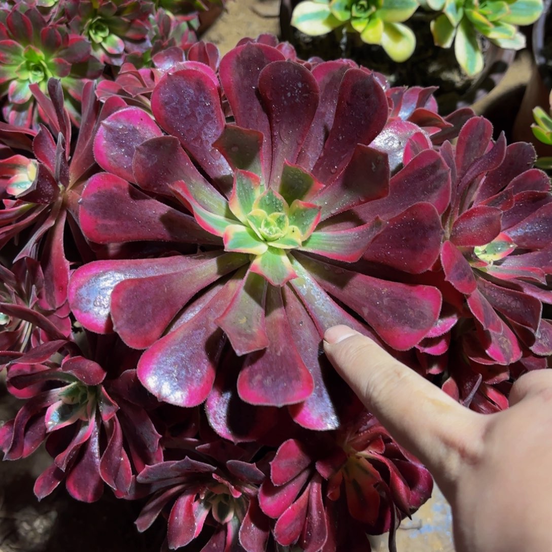 美杜莎15.8法师多肉木质