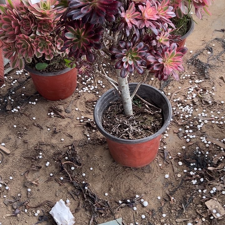 多肉法师植物链接13