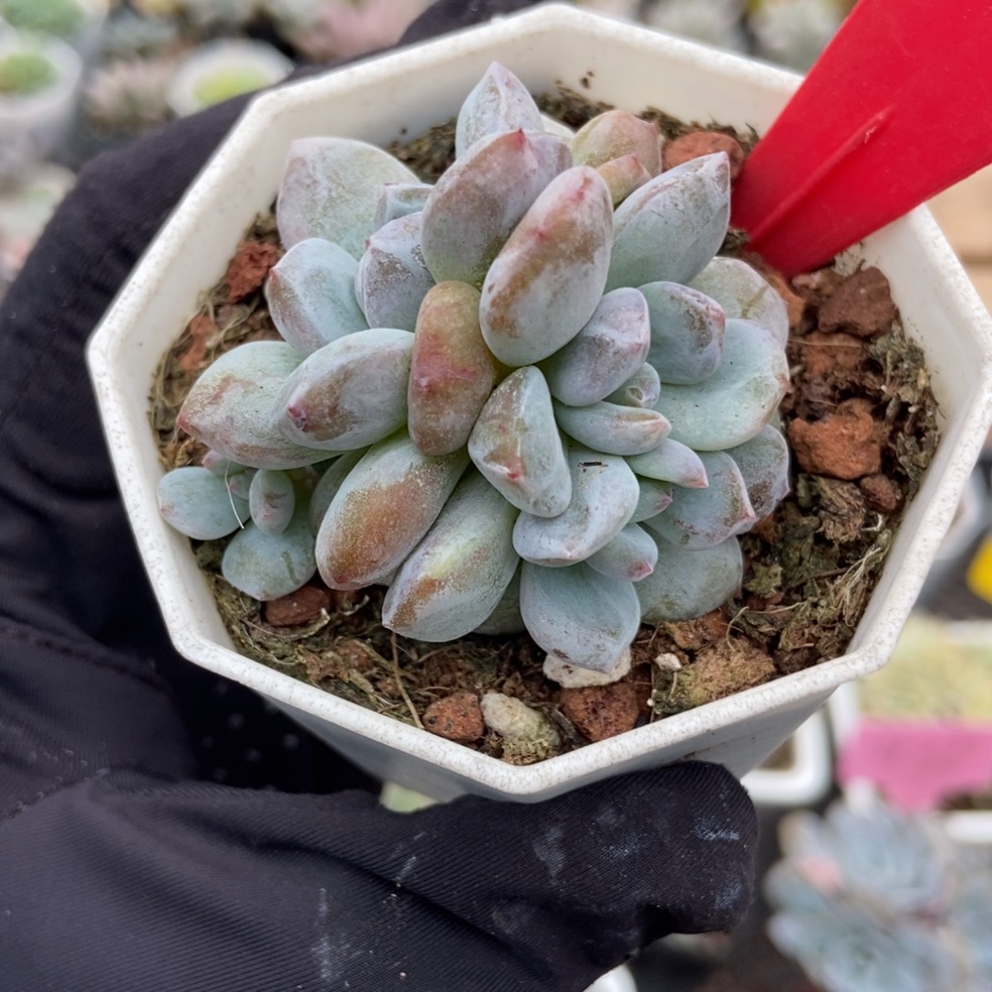 973星影石化多肉植物