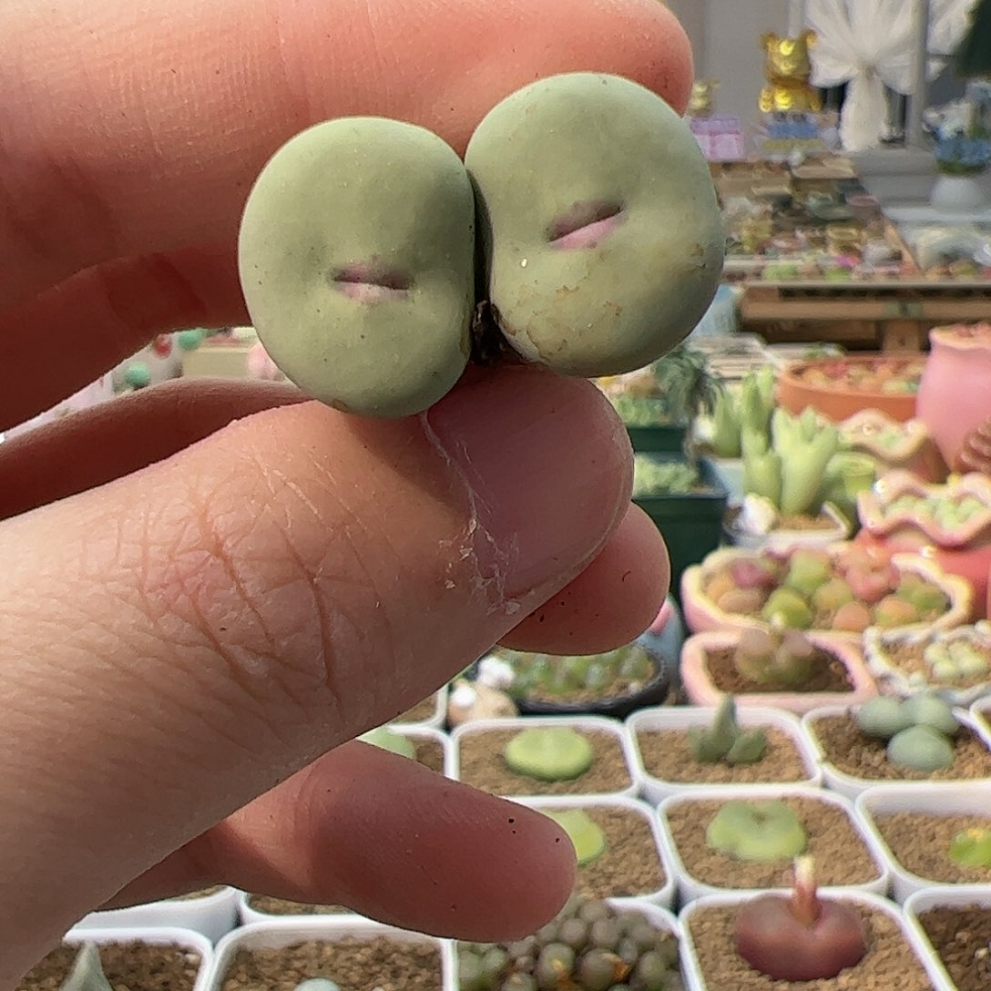 【闪购商品】118 开播福利