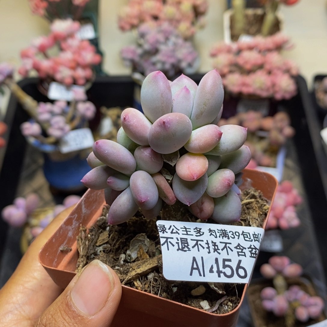 买***了456苹果奶四代多肉4c m