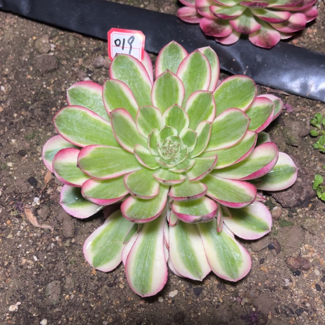 019多肉植物倾城