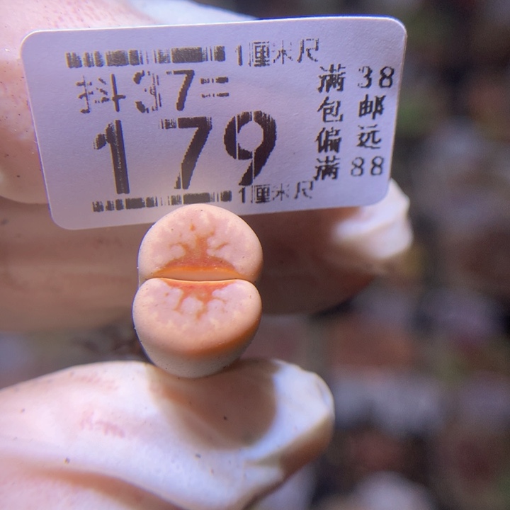 精品生石花37.179热唇