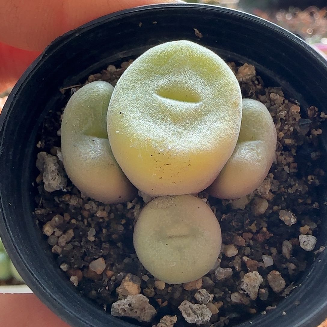 28包邮脱土发货26727