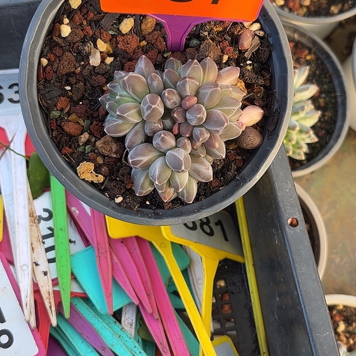 多肉植物申公豹437