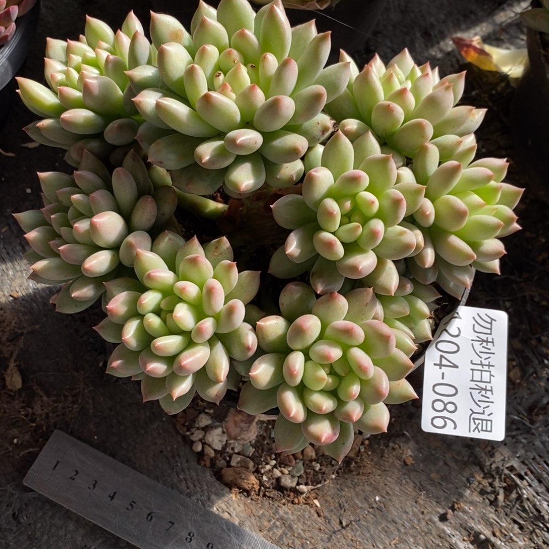 两单包邮1204-86言自