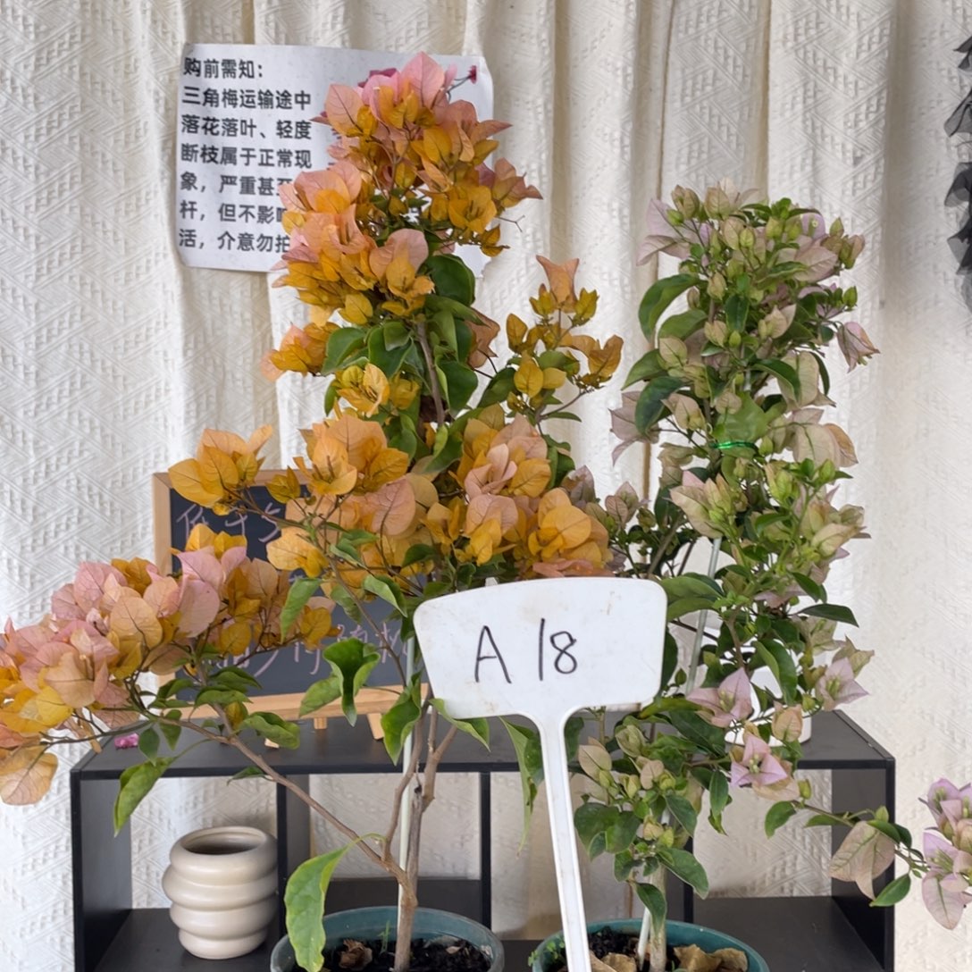 全部花朵金探戈+丽娜A18