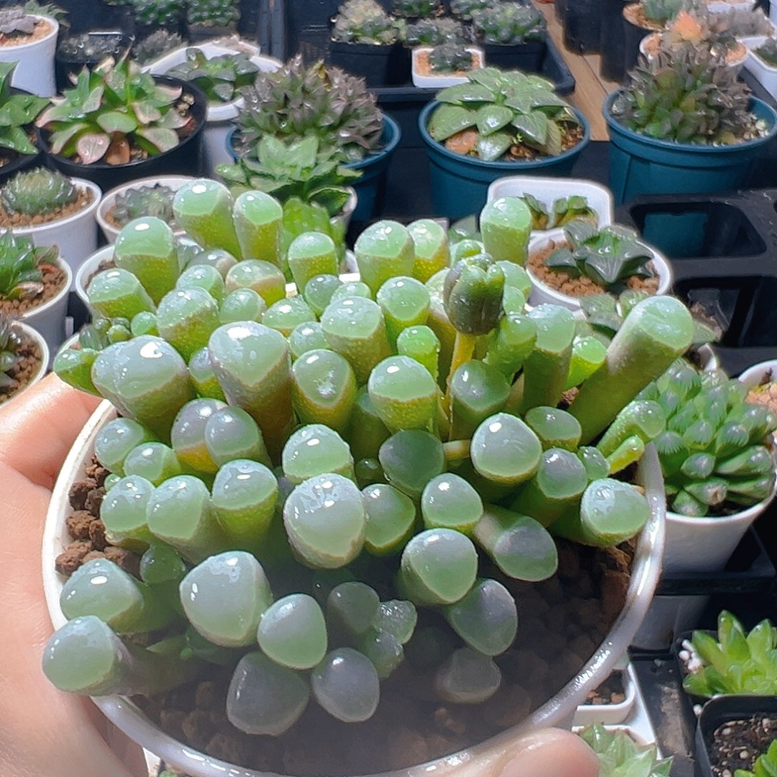 五十玲玉玉露多肉植物一颗