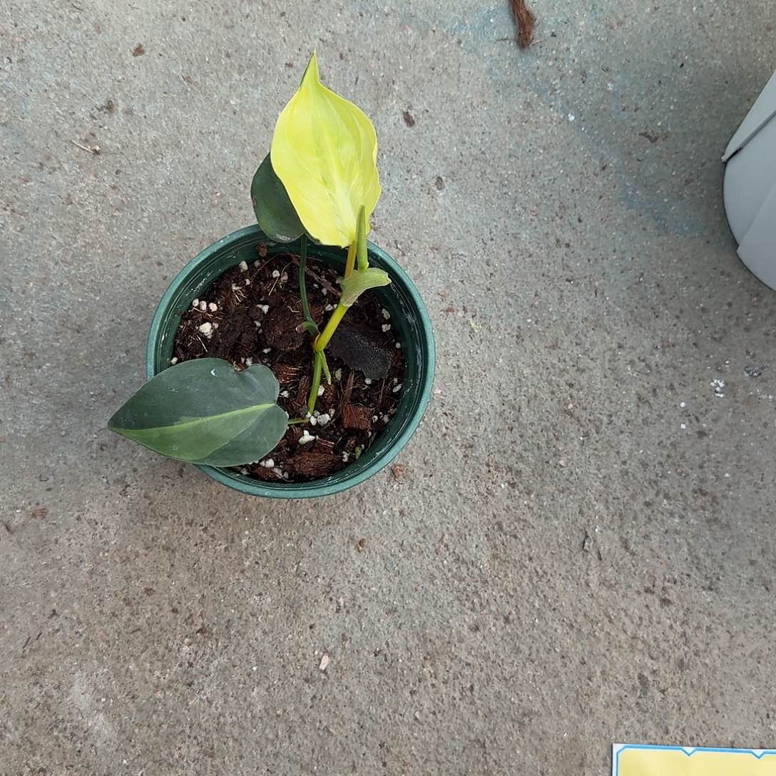 萌***千无花朵蔓绿绒植物一物一拍