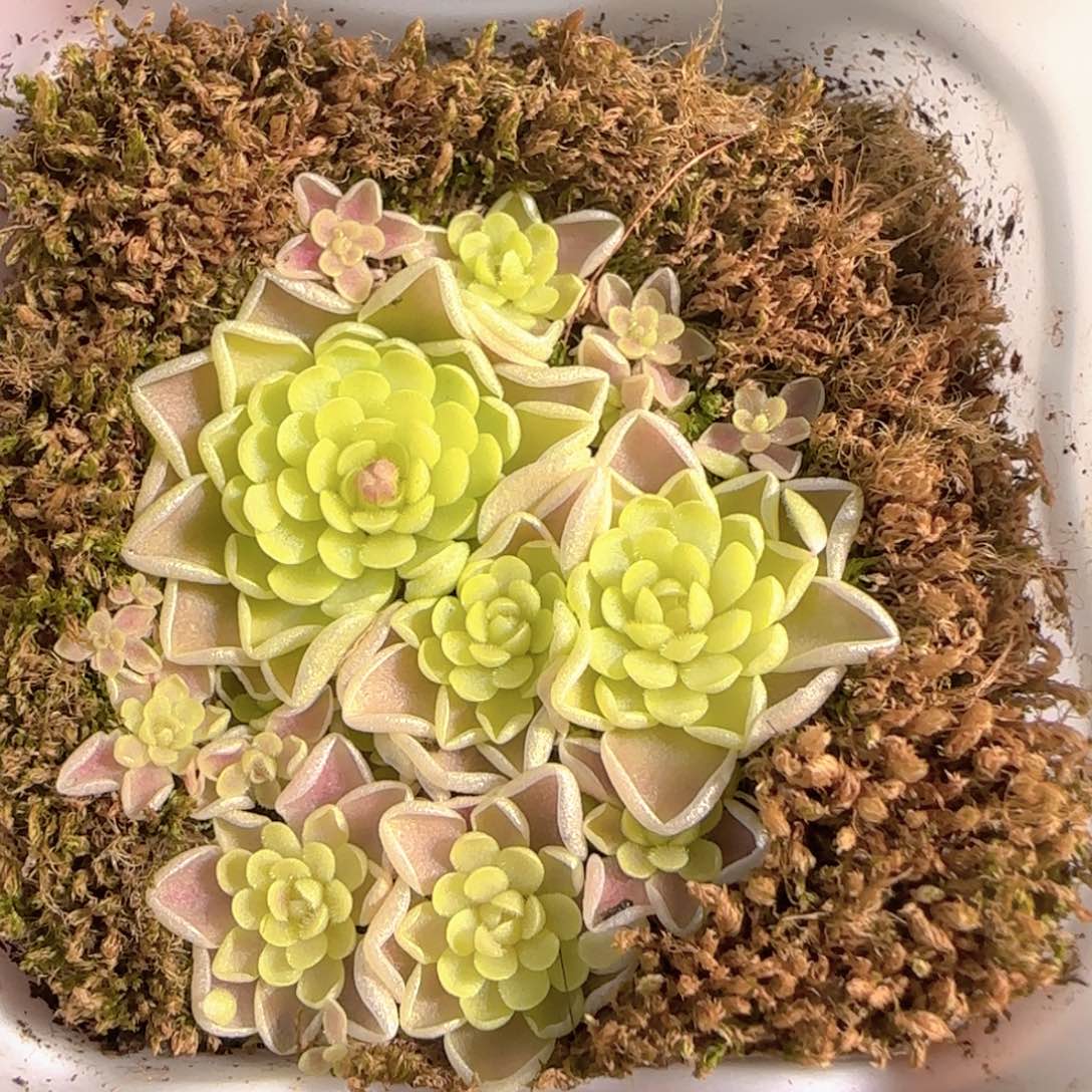 多肉1228-147捕虫堇