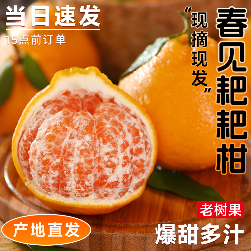 正宗四川春见耙耙柑8斤大果新鲜水果橘子当季整箱粑粑柑丑桔包邮