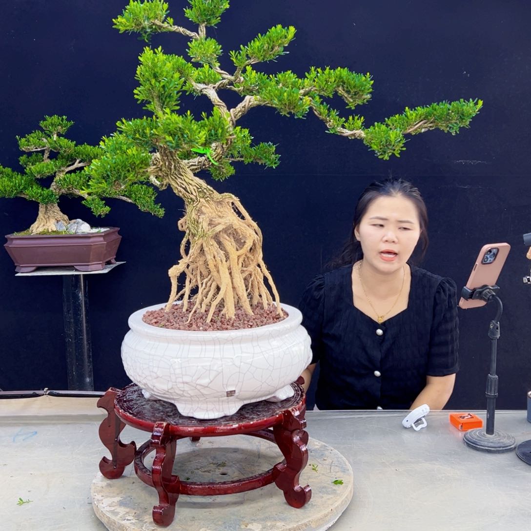高端盆景艺术精品