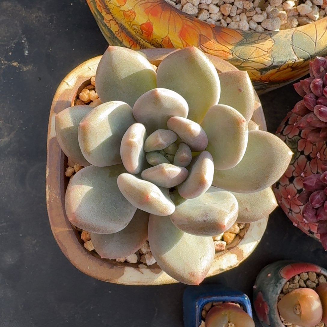 X系列美人新品 一物一拍