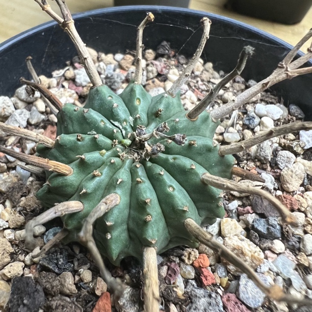 强刺法利达大戟自根仙人球多肉植物绿植盆栽花卉龙舌兰