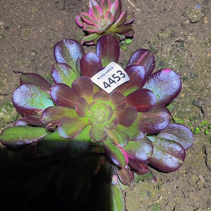 4453韶秀七彩多肉植物