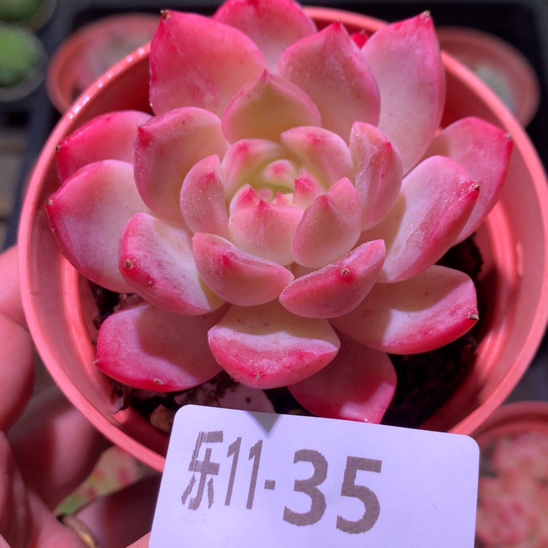 乐然11-35 单头新品