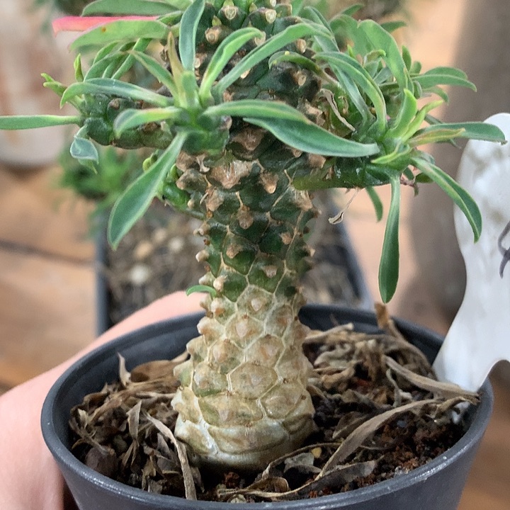 48铁甲麒麟2公分6666666666666