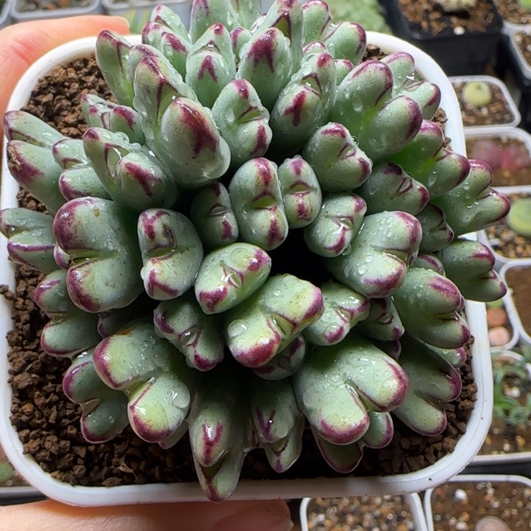 沙维利亚多肉植物百科