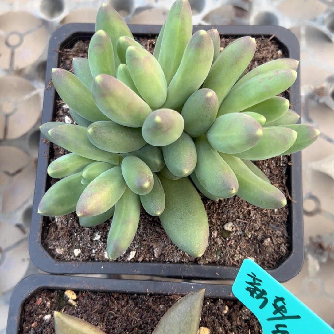 新***务蓝眼睛多肉植物发货