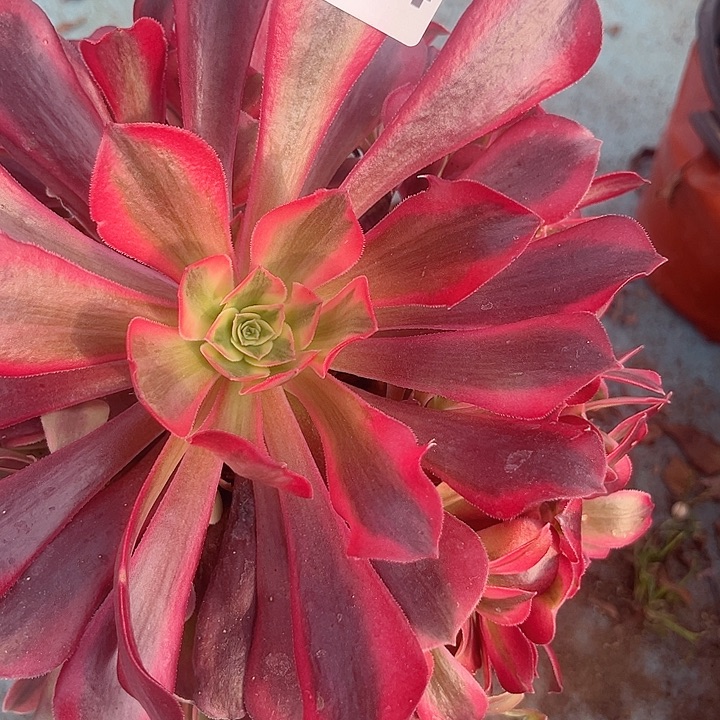 一颗凤冠法师3454