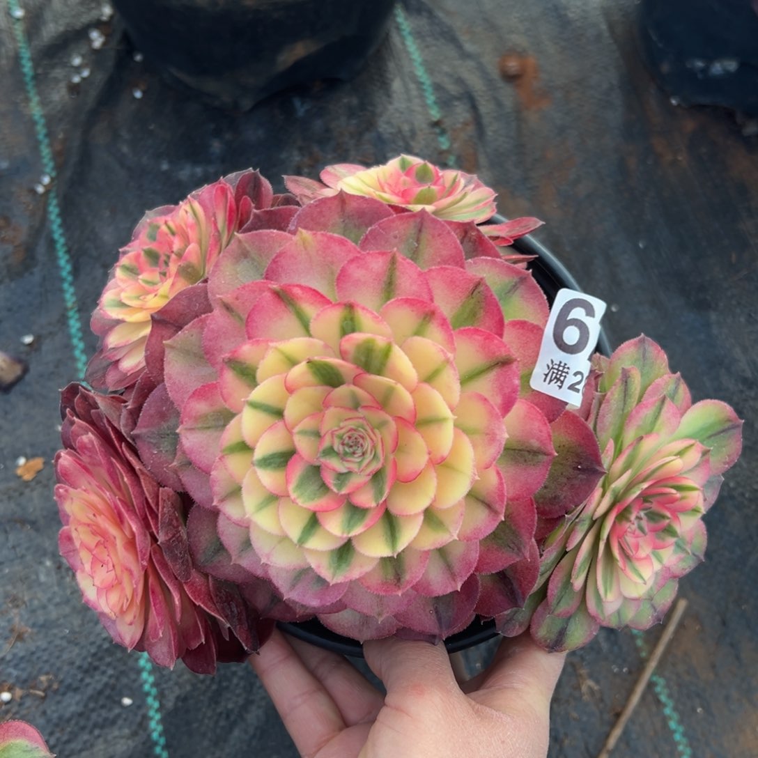 多肉植物620荔枝