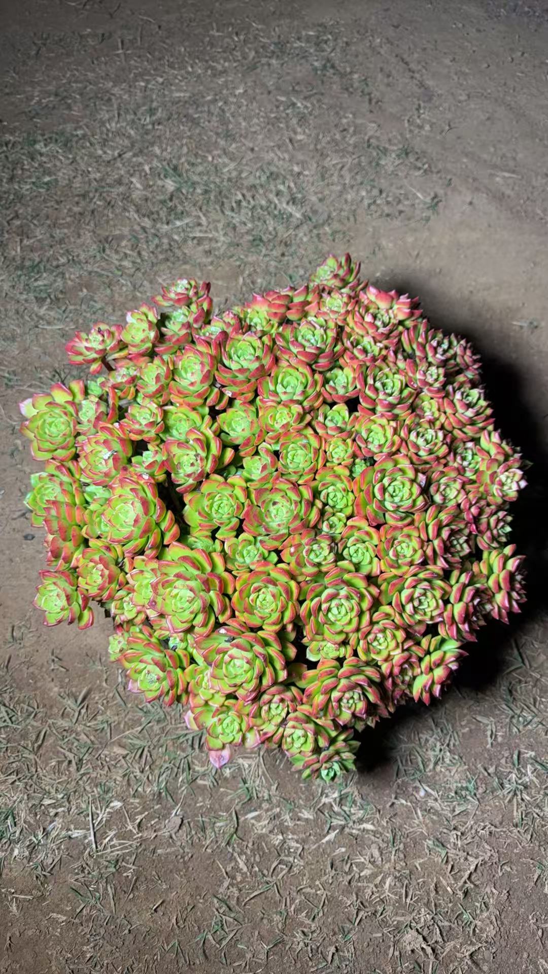 精品多肉  火焰玫瑰蒂亚