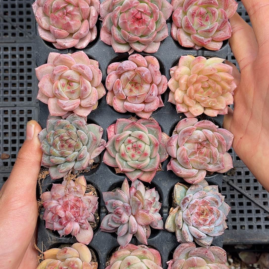 多肉一物一拍2-218