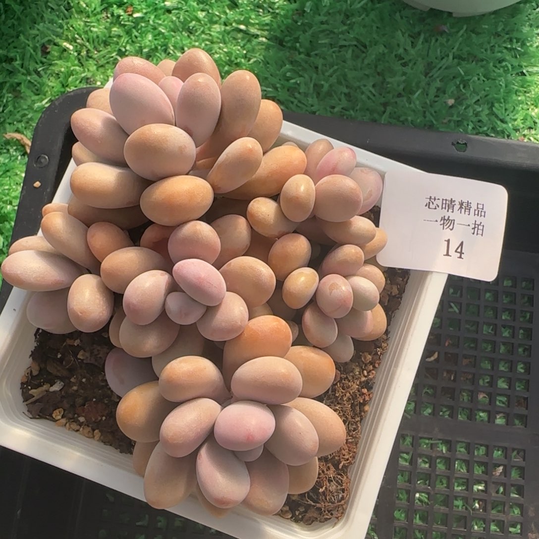 闪购精品多肉14号桃蛋