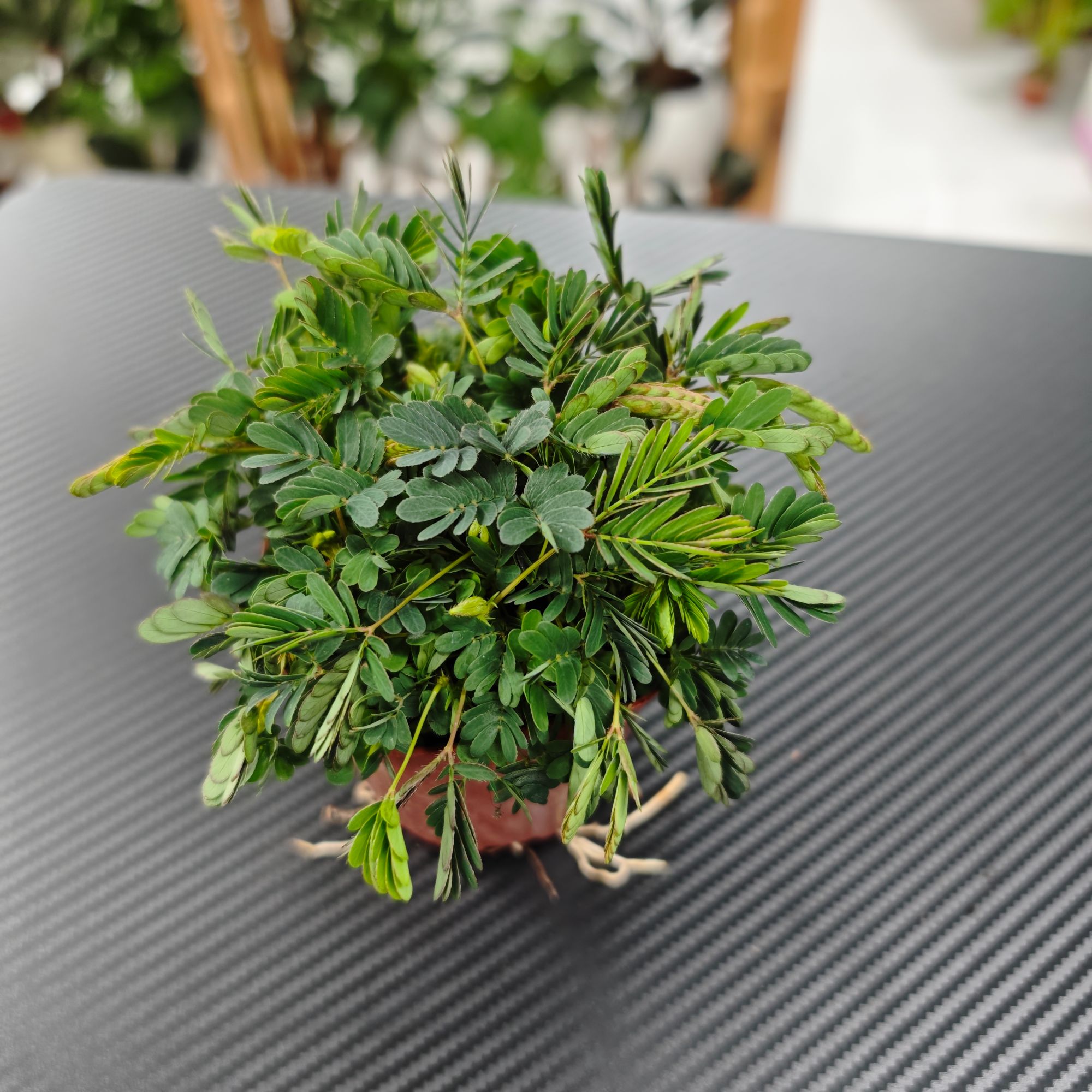 （含羞草）小型绿植  四季好养  桌面绿植