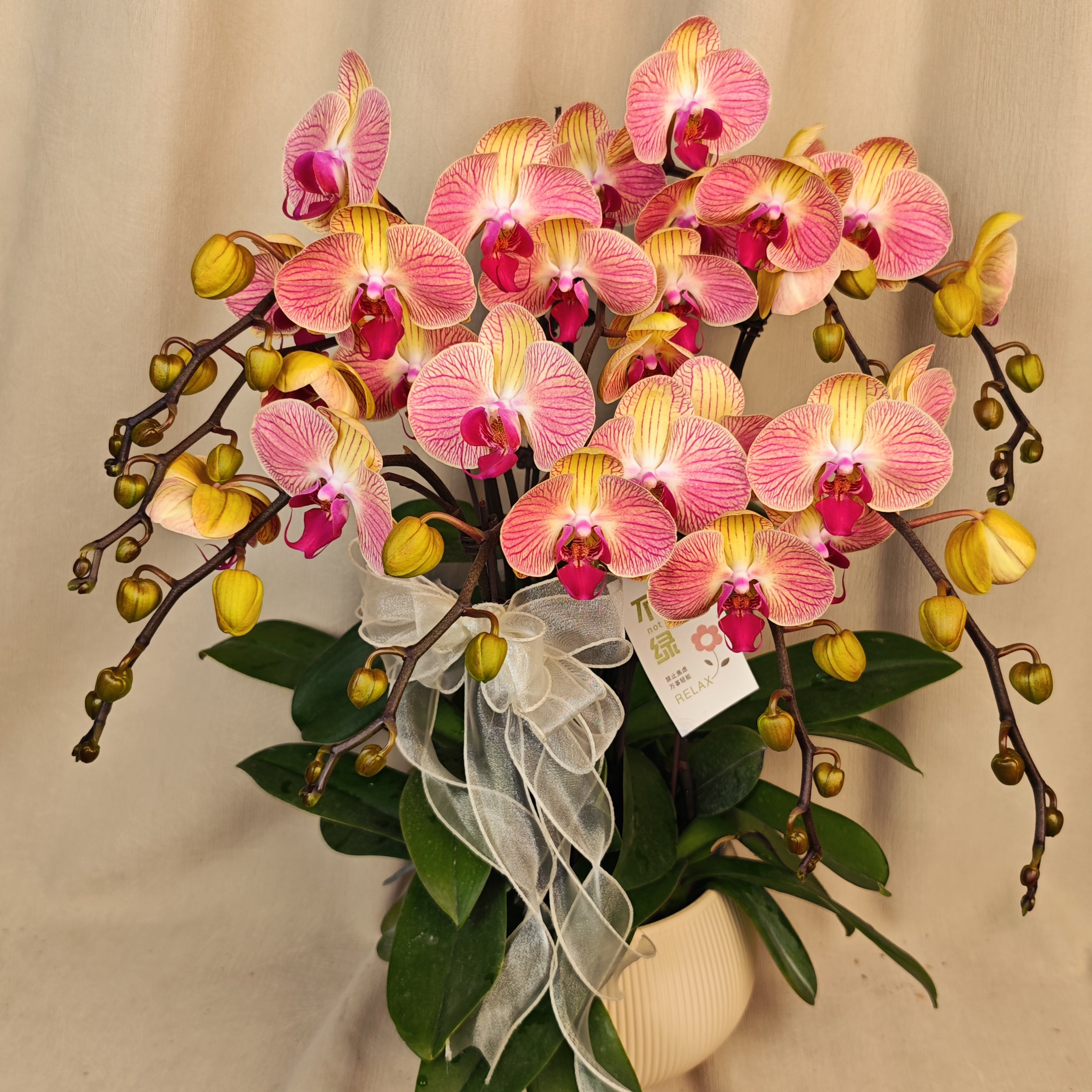 双旦佳礼【聚宝和弦】蝴蝶兰稀有黄色色系 高端室内花卉 基地直发