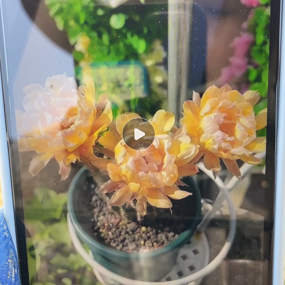 依然自根球5公分以上满18包邮