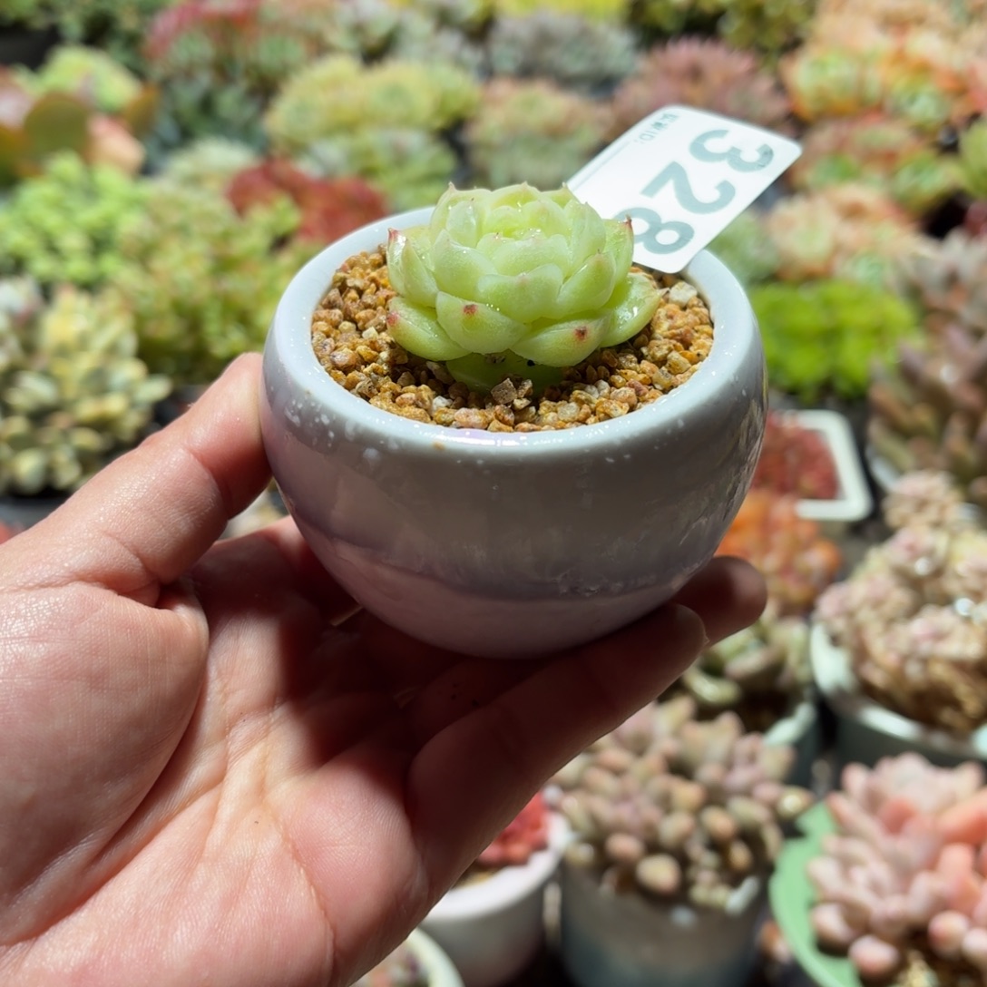 胡***思梨花白多肉带盆发货328