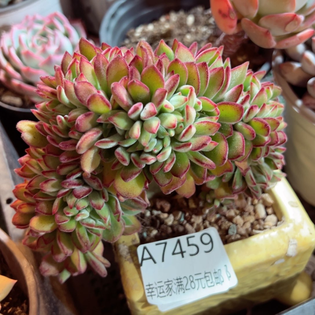 幸运的是我的朋友们都