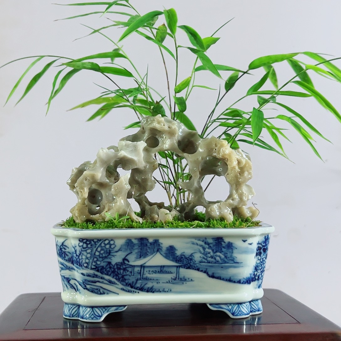 用***7无花朵盆景，内门竹 ，玉玲珑