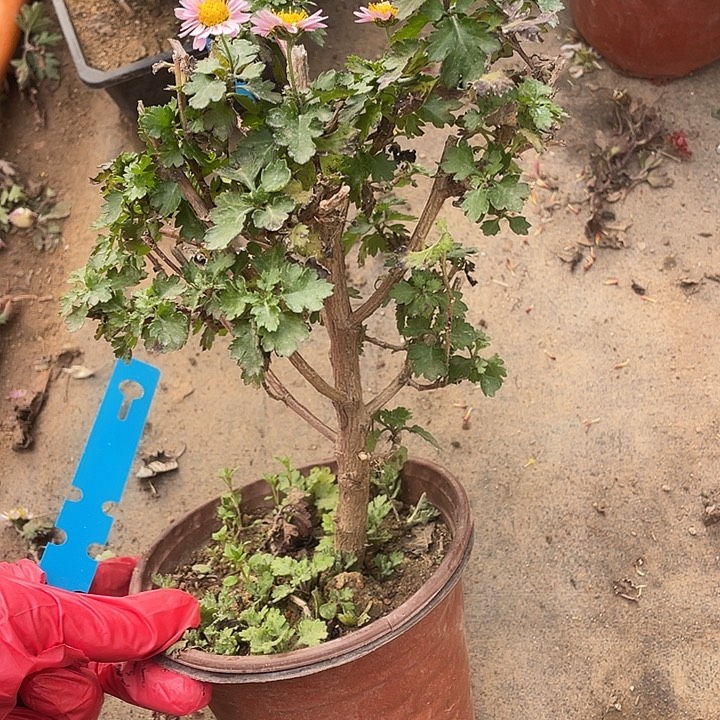 衲****15菊花计划经济叫花花