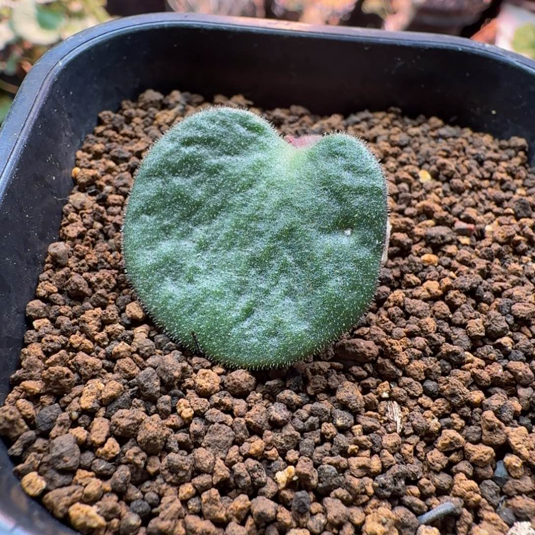 猪耳朵奇峰锦731 仙人掌