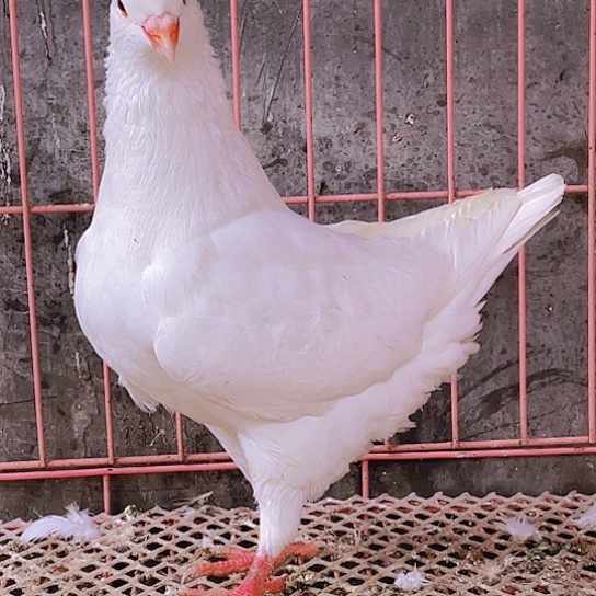 k***t3中国大陆包装元宝鸽子