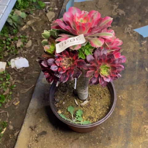 嫁接的彩树多肉3084